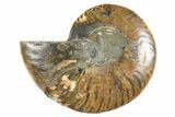 Cut & Polished Ammonite Fossil (Half) - Madagascar #345977-1